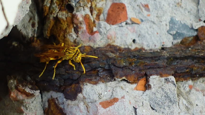 The yellow oriental paper wasp or Macao paper wasp nests in the crevices of old broken walls. Polistes olivaceus, also known as the yellow paper wasp.