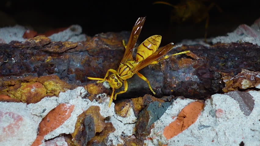 The yellow oriental paper wasp or Macao paper wasp nests in the crevices of old broken walls. Polistes olivaceus, also known as the yellow paper wasp.