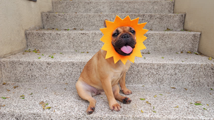 Cute young French Bulldog wearing a sunflower-shaped mask sits on concrete steps, panting lightly and radiating cheerful canine charm. The dogs big eyes and funny wrinkled muzzle peek through the mask cutout hole, creating adorable portrait