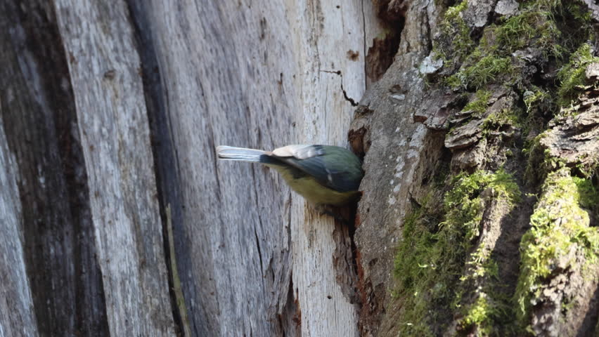 An adult Eurasian blue tit (Cyanistes caeruleus) meticulously cleaning a nest hole in the bark of an old oak tree. Spring day, sunny weather, bird behavior, wildlife video.