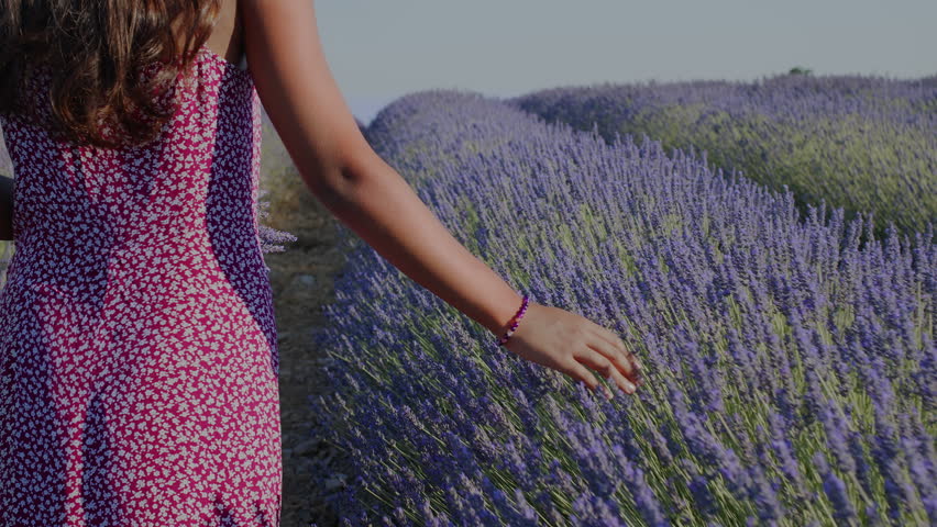 Femalу hand gently touches lavender flowers in a blooming purple field. Summer vibes of holiday, natural beauty and relaxation.