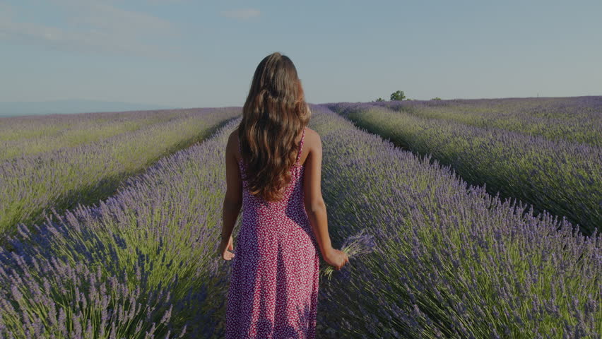 Girl in pink sundress walking through fragrant lavender bushes in the countryside landscape. Summer lifestyle of freedom and beauty.