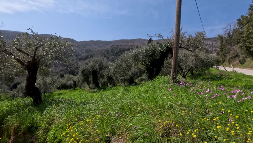 Olive trees grow in a green field under a clear blue sky. The sun shines bright as gentle winds move through the trees. A rural road runs nearby, showing a peaceful countryside.