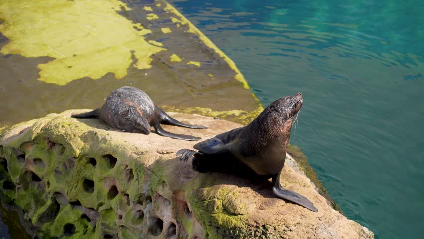 A fur seal near the water