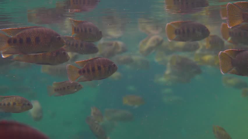 Underwater photography of river fish in the Amazon River