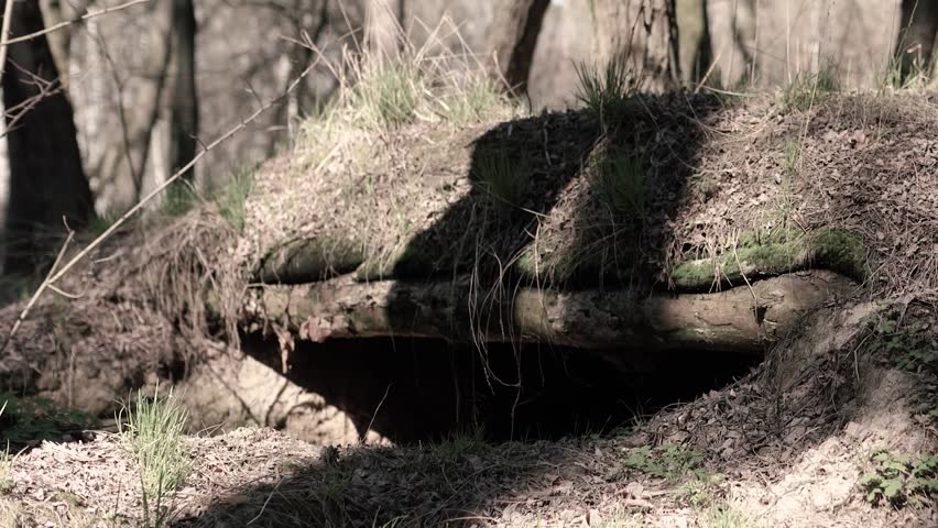 Soldiers dug a trench and a defensive trench in the forest. A battlefield during the war in Europe. Earth and wood protection for an army soldier. A shelter and cave during a political crisis