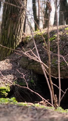 Soldiers dug a trench and a defensive trench in the forest. A battlefield during the war in Europe. Earth and wood protection for an army soldier. A shelter and cave during a political crisis