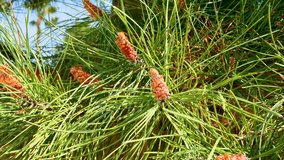 Close-up pine branches with young cones and needles swaying in light breeze, detailed organic structure and vibrant green tones. Ideal for nature backgrounds, ecological concepts, outdoor visuals - Powered by Shutterstock - Get 15% off with code: PIKWIZARD15