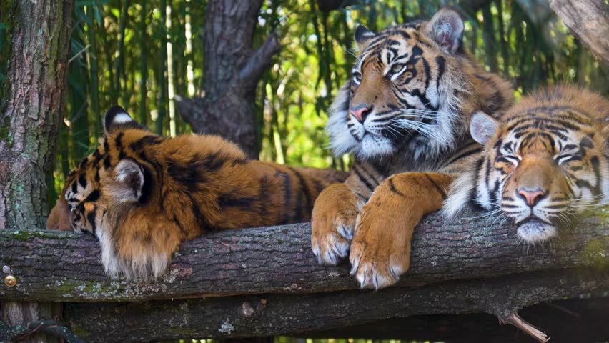 The tiger looks towards the camera