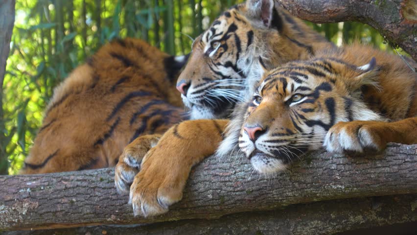The tiger looks towards the camera
