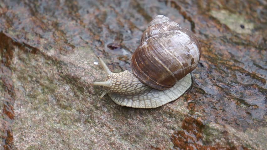 Download small snail digital assets | Creative Market