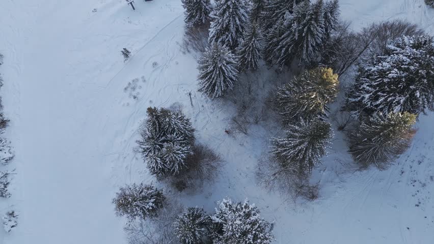 Aerial Top View of Snowboarder Riding Through Dense Winter Forest