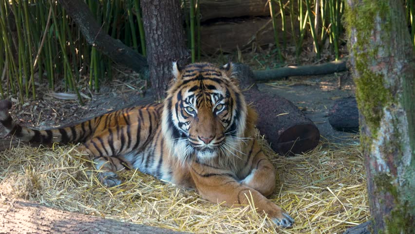 The tiger looks towards the camera