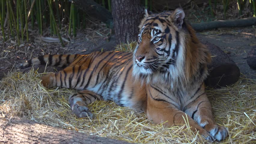 The tiger looks towards the camera