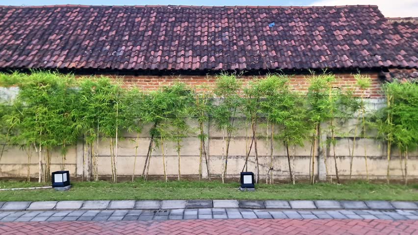 Decorative Bamboo Hedge along Concrete Wall in Urban Garden at Sunset