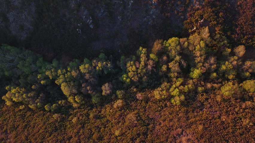 Aerial view of of riparian forest on a mountain covered with heather during spring time with a lot colors in the landscape, Amarante, Portugal.