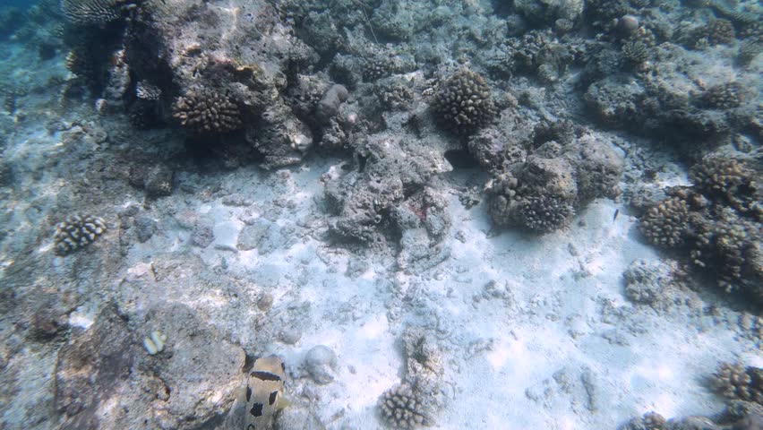 The black-blotched porcupinefish (Diodon liturosus), also known as shortspine porcupinefish, is a member of the family Diodontidae. It is found in the tropical and subtropical waters of the Indo-Pacific on coral and rocky reefs and in inshore waters. It is a medium-sized fish which grows up to 65 cm (26 in), but the average size most likely to be observed is 45 cm. Its body is elongated with a spherical head with big round protruding eyes and a large mouth that is rarely closed. The pectoral fins are large, the pelvic fins are absent, the anal and dorsal fins are close to the caudal peduncle. The latter move simultaneously during swimming.