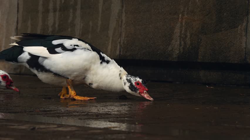 Two ducks drinking water from a wet surface in a synchronized movement