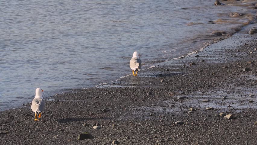 A seagull catches and carries a fish while walking on the shore in the Canary Islands.