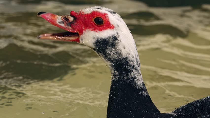 Close up of Cairina moschata lifting its head with water droplets falling from its beak