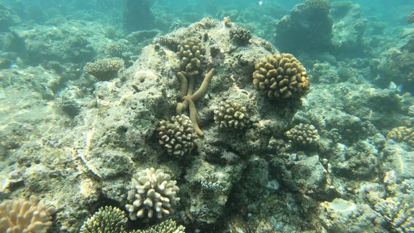Starfish in the reef on the Indian Ocean, Maldives. Starfish or sea stars are a class of marine invertebrates generally shaped like a star polygon. Starfish are echinoderms and typically have a central disc and usually five arms, though some species have a larger number of arms. The aboral or upper surface may be smooth, granular or spiny, and is covered with overlapping plates. Many species are brightly coloured in various shades of red or orange, while others are blue, grey or brown. Starfish have tube feet operated by a hydraulic system and a mouth at the centre of the oral or lower surface. They are opportunistic feeders and are mostly predators on benthic invertebrates. They have complex life cycles and can reproduce both sexually and asexually. Most can regenerate damaged parts or lost arms and they can shed arms as a means of defense.