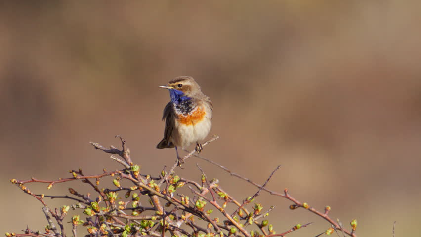 Distinctive Bluethroat (Luscinia svecica) male preening and grooming feathers