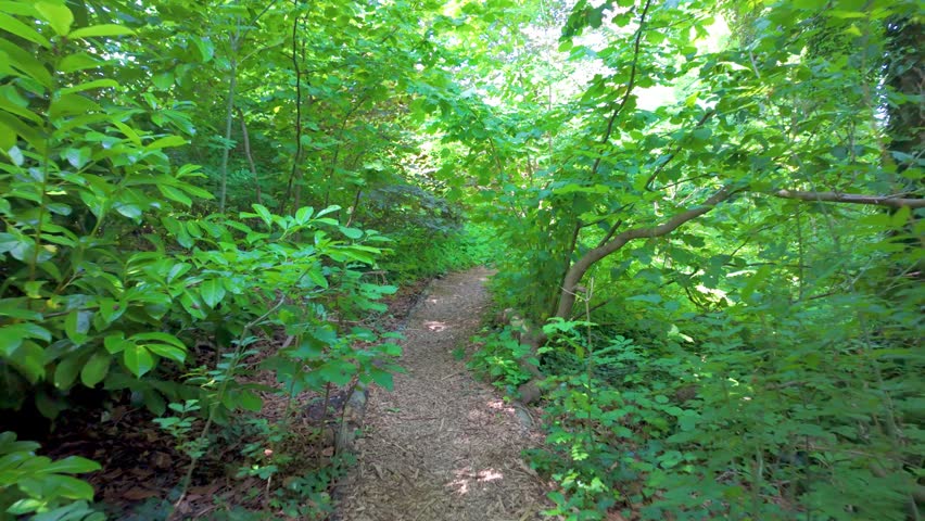 POV Walking Through Lush Green Forest Trail - Peaceful Nature Hiking Footage