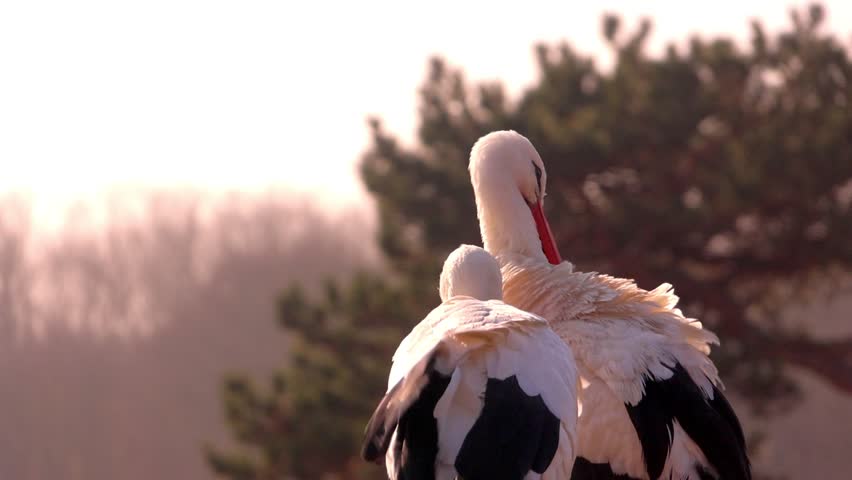 White Stork Preening Feathers in Golden Hour Light - Wildlife Documentary Footage
