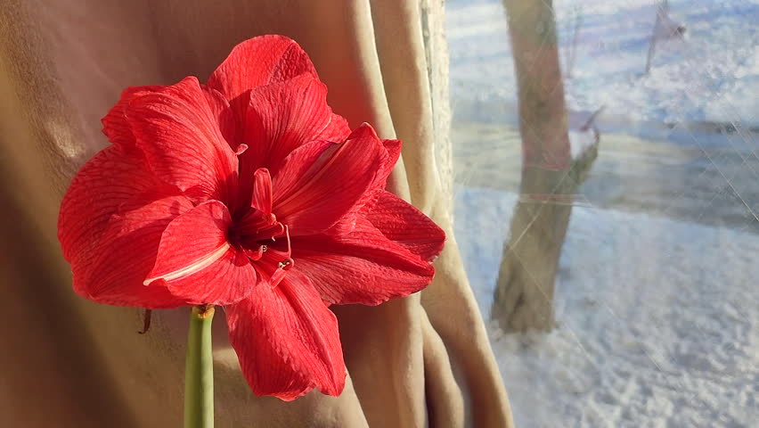 Hippeastrum amaryllis Pink Symphony. Large blooming flower pink color near window on winter day. Big blooming flower with red petals. Perennial bulbous flower. Decorative Inflorescence houseplant.