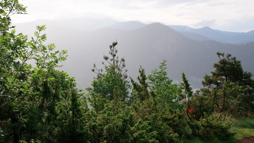 Green foliage of trees in a foggy mountain forest valley with fir trees, sunbeams