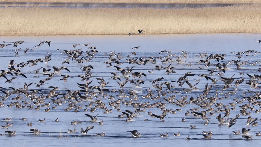 Large flock of birds taking flight over a grassy wetland with a backdrop of tall birch trees, capturing dynamic movement and natural habitat.