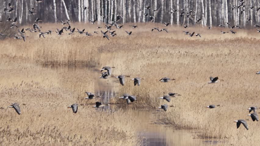 Large flock of birds taking flight over a grassy wetland with a backdrop of tall birch trees, capturing dynamic movement and natural habitat.