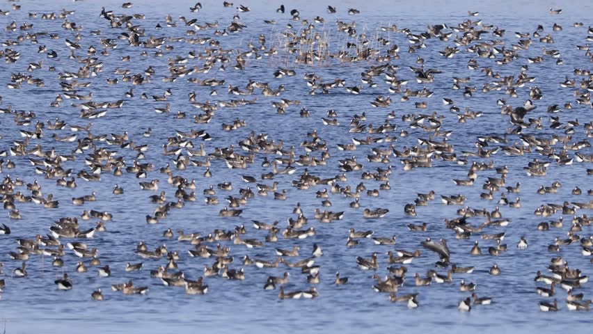 Large flock of water birds densely gathered on a calm lake, forming a natural pattern across blue water with subtle ripples and scattered reeds. 