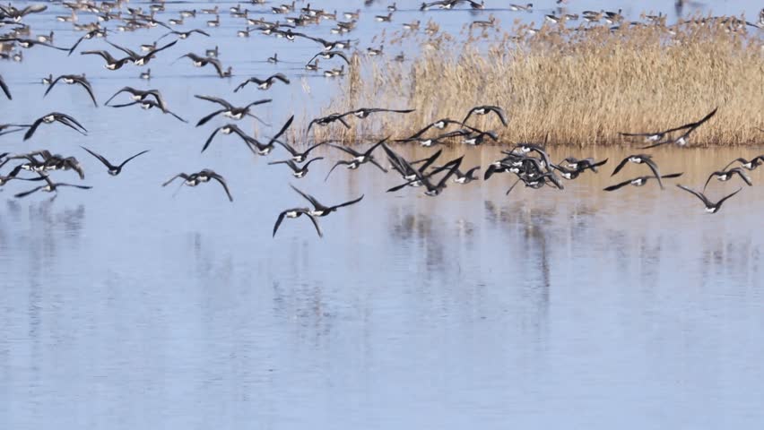 Large flock of birds taking flight over a grassy wetland with a backdrop of tall birch trees, capturing dynamic movement and natural habitat.