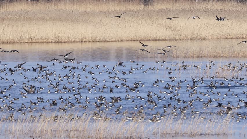 Large flock of birds taking flight over a grassy wetland with a backdrop of tall birch trees, capturing dynamic movement and natural habitat.
