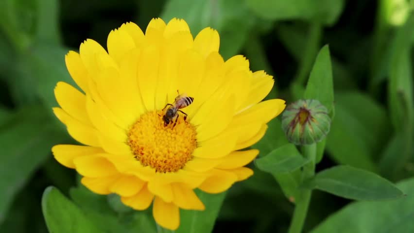 close up honey bee on yellow flower