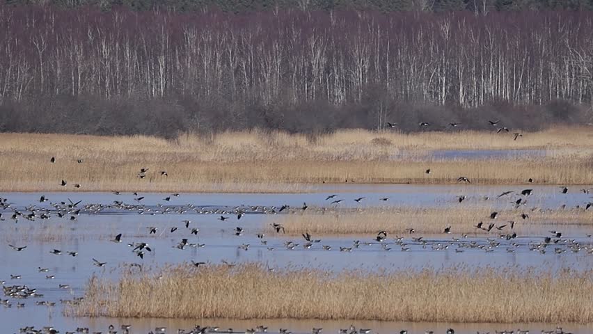 Large flock of birds taking flight over a grassy wetland with a backdrop of tall birch trees, capturing dynamic movement and natural habitat.