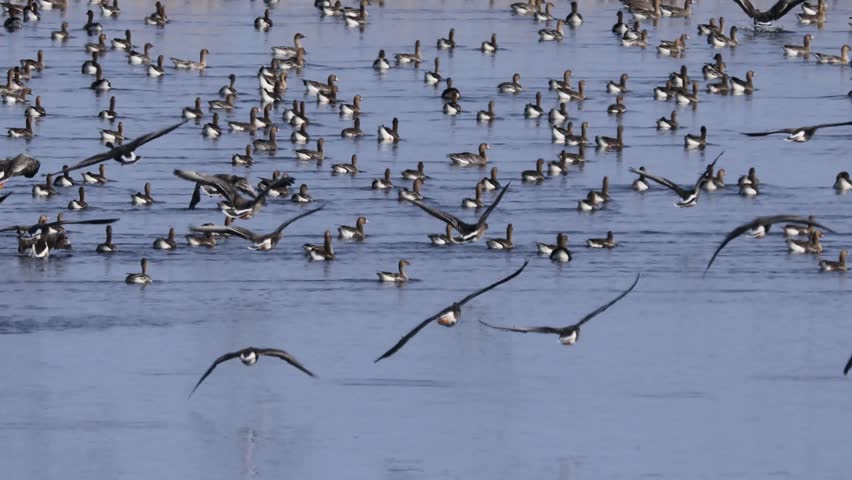 Large flock of birds taking flight over a grassy wetland with a backdrop of tall birch trees, capturing dynamic movement and natural habitat.