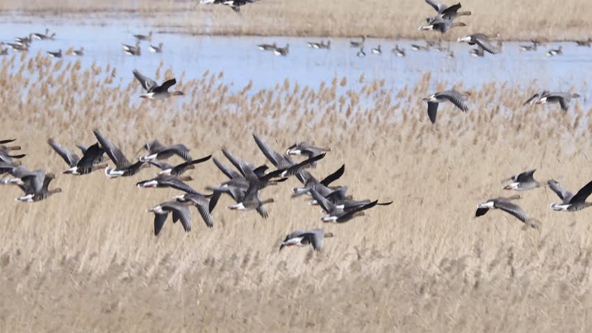 Large flock of birds taking flight over a grassy wetland with a backdrop of tall birch trees, capturing dynamic movement and natural habitat.