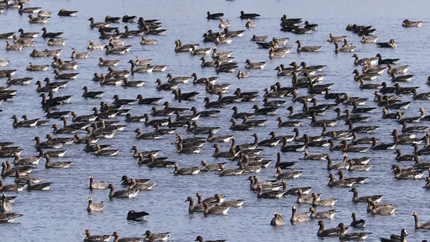 Large flock of water birds densely gathered on a calm lake, forming a natural pattern across blue water with subtle ripples and scattered reeds. 