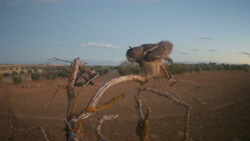 Eurasian eagle-owl (Bubo bubo) photographed in Spain