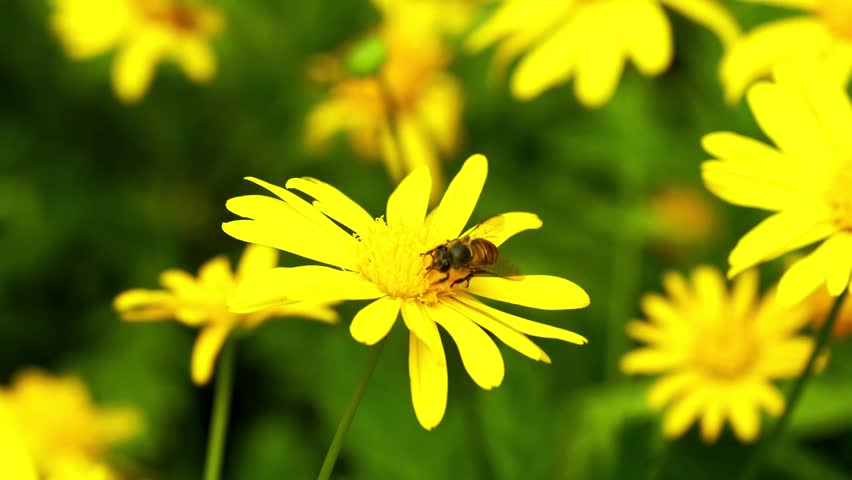close up bee on yellow flower