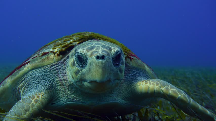 Front view of a Caretta caretta turtle covered in algae moving slowly across a seagrass meadow