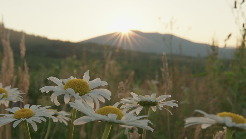 Close up of blooming daisies in a lush green field with the sun rising behind distant mountains. The tranquil morning atmosphere highlights the freshness and beauty of untouched nature
