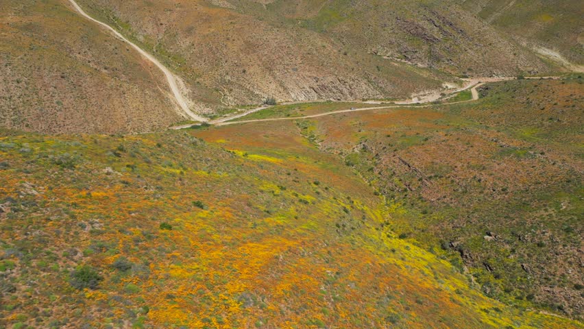 Orange and yellow flowers carpet the valley near Eksteenfontein in Richtersveld