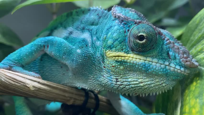 A stunning turquoise blue panther chameleon rests calmly atop a textured wooden branch surrounded by lush green tropical foliage. The reptile exhibits intricate scale patterns and a vibrant teal hue that contrasts beautifully with the yellowish stripe along the jawline. This specific view captures granular skin textures and the distinctive casque on the head which serves both protective and social functions.

The mature specimen displays remarkable physiological adaptations characteristic of arboreal lizards in a natural rainforest habitat. Independently moving eyes carefully scan the environment while zygodactylous feet maintain a firm grip on the perch. As the lizard remains motionless to conserve energy, specialized camouflage allows for seamless blending into the dappled sunlight of the canopy.

Native to the warm regions of Madagascar, this exotic creature represents the incredible biodiversity found in tropical ecosystems. The footage highlights a calm temperament and deliberate movements during navigation through dense leaves. Every shift of the turret-like sockets reveals high awareness, making the animal a fascinating subject for wildlife enthusiasts and nature cinematographers.