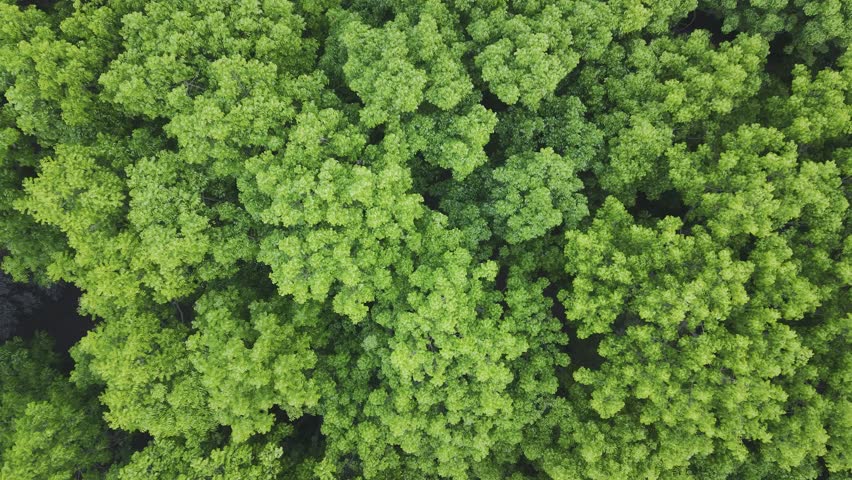 Aerial Top View of Lush Green Trees and Rural Farmland Landscape
