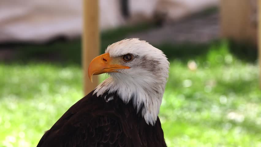 Bald eagle