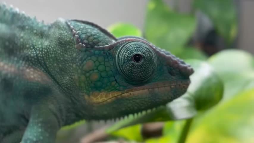 A vibrant panther chameleon displays intricate scale patterns and unique physiological features while perched within a lush tropical enclosure. The reptile remains perfectly still, showcasing the specialized turret-like anatomy of an eye that rotates independently to scan the surrounding environment for potential prey or threats. Scale surfaces exhibit a mesmerizing blend of turquoise and emerald green hues, punctuated by subtle yellow and orange highlights along the jawline.

This arboreal lizard grips a sturdy plant stem with zygodactylous feet, demonstrating remarkable evolutionary adaptations that allow navigation through dense foliage with ease. Natural lighting accentuates the granular texture of the dermis and the sharp, prehensile nature of this physical form. In the background, soft-focus broad leaves provide a rich green contrast emphasizing natural camouflage and a peaceful demeanor within a simulated rainforest habitat.

The footage captures a moment of serene reptilian behavior, highlighting slow and deliberate movements characteristic of the Chamaeleonidae family. Every breath and minute shift in ocular orientation is visible in high definition, offering a detailed look at one of Madagascar’s most famous exports now found in specialized collections globally. This visual documentation serves as an excellent study of herpetological diversity and the complex beauty of exotic cold-blooded species.