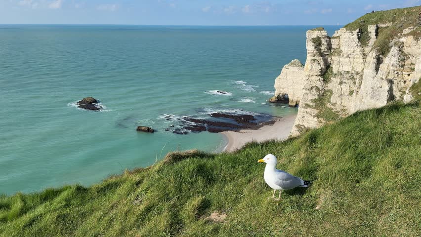 Explore Etretat in France with a seagull by the cliffs and sea on a sunny day	
